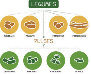 Legumes-and-Pulses